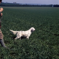 Picture of working type english setter in a field