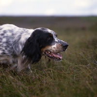 Picture of working type english setter on point head shot