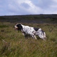 Picture of working type english setter on point