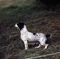 Picture of working type english springer spaniel