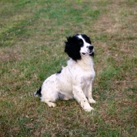 Picture of working type english springer spaniel sitting
