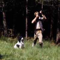 Picture of working type english springer spaniel at a gun shoot
