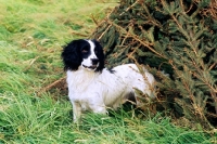 Picture of working type english springer spaniel near pine branches