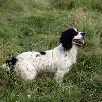 Picture of working type english springer spaniel standing in long grass