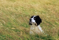 Picture of working type english springer in long grass