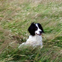 Picture of working type english springer looking alert
