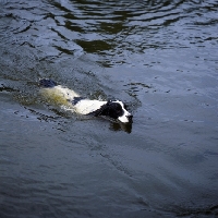 Picture of working type english springer spaniel swimming