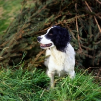 Picture of working type english springer spaniel standing near pine branches