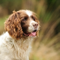 Picture of working type english springer spaniel