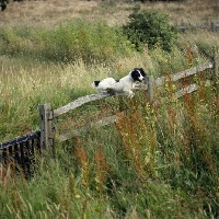 Picture of working type english springer spaniel jumping a fence

