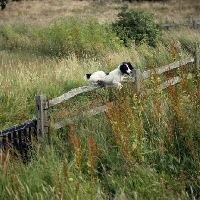 Picture of working type english springer spaniel jumping a fence

