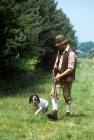 Picture of working type english springer spaniel going shooting