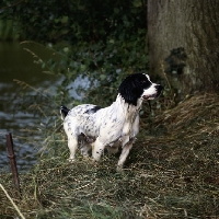Picture of working type english springer spaniel on river embankment