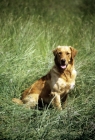Picture of working type golden retriever from standerwick kennels