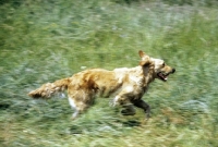 Picture of working type golden retriever galloping through long grass