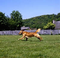 Picture of working type golden retriever galloping on grass carrying a dummy