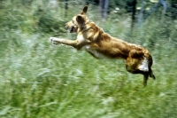Picture of working type golden retriever leaping in long grass carrying dummy