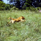 Picture of working type golden retriever from standerwick galloping in long grass