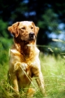 Picture of working type golden retriever awaiting command