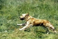 Picture of working type golden retriever galloping through long grass carrying dummy