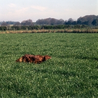 Picture of working type irish setter at trials scenting
