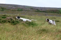 Picture of working type pointer and working english setter on moorland