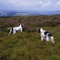 Picture of working type pointer and working type english setter on moor