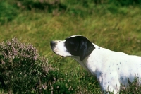 Picture of working type pointer on point on moorland, head shot