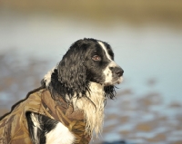 Picture of working wet english springer spaniel