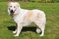 Picture of world champion Aidi guard dog of morocco, on grass