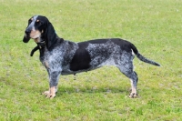 Picture of world champion Basset Bleu de Gascogne