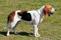 Picture of world champion chien d'artois, artois hound, side view