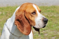 Picture of world champion chien d'artois, artois hound, portrait