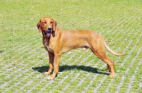 Picture of world champion gonczy polski - small polish hound (aka Polish Hunting Dog)