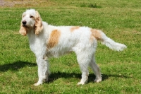 Picture of world champion Grand Griffon Vendeen