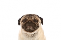 Picture of worried Pug