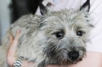 Picture of Worried wheaten Cairn terrier in arms of man.