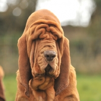 Picture of wrinkly Bloodhound dog head shot