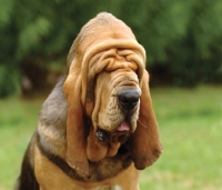 Picture of wrinkly Bloodhound