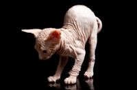 Picture of wrinkly sphynx kitten arching