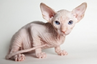 Picture of wrinkly sphynx