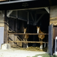 Picture of wÃ¼rttmberger foals at marbach