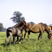 Picture of wÃ¼rttmberger mare and foals at marbach