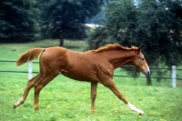 Picture of wurttemberger cantering, at marbach
