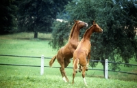 Picture of wurttemberger foals at marbach