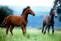 Picture of wurttemberger foals at marbach