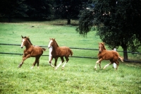 Picture of wurttemberger foals at marbach 