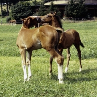 Picture of wurttemberger foals playing at marbach