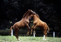 Picture of wurttemberger foals rearing together at marbach