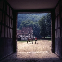 Picture of Wurttemberger horse in hand, in the distance